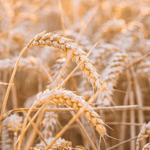 spectacle conte plantes nourriture