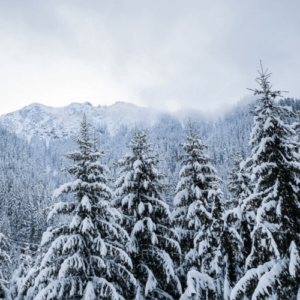 contes foret et grand nord