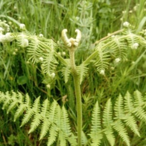 conte plantes petites betes